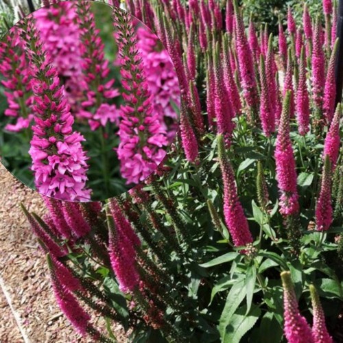 Veronica spicata 'Veronique Hot Pink' - Kassisaba 'Veronique Hot Pink' 